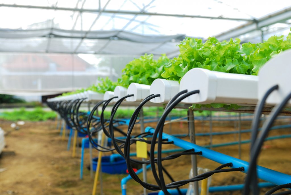 shows water delivery into hydroponic lettuce growing